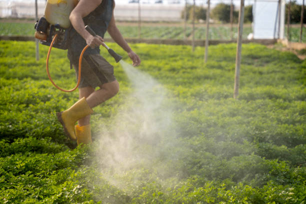 Best Mosquito Control Services  in Essex, MD